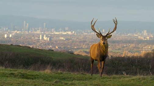 Stag with Manchester in the background, at Lyme, Cheshire